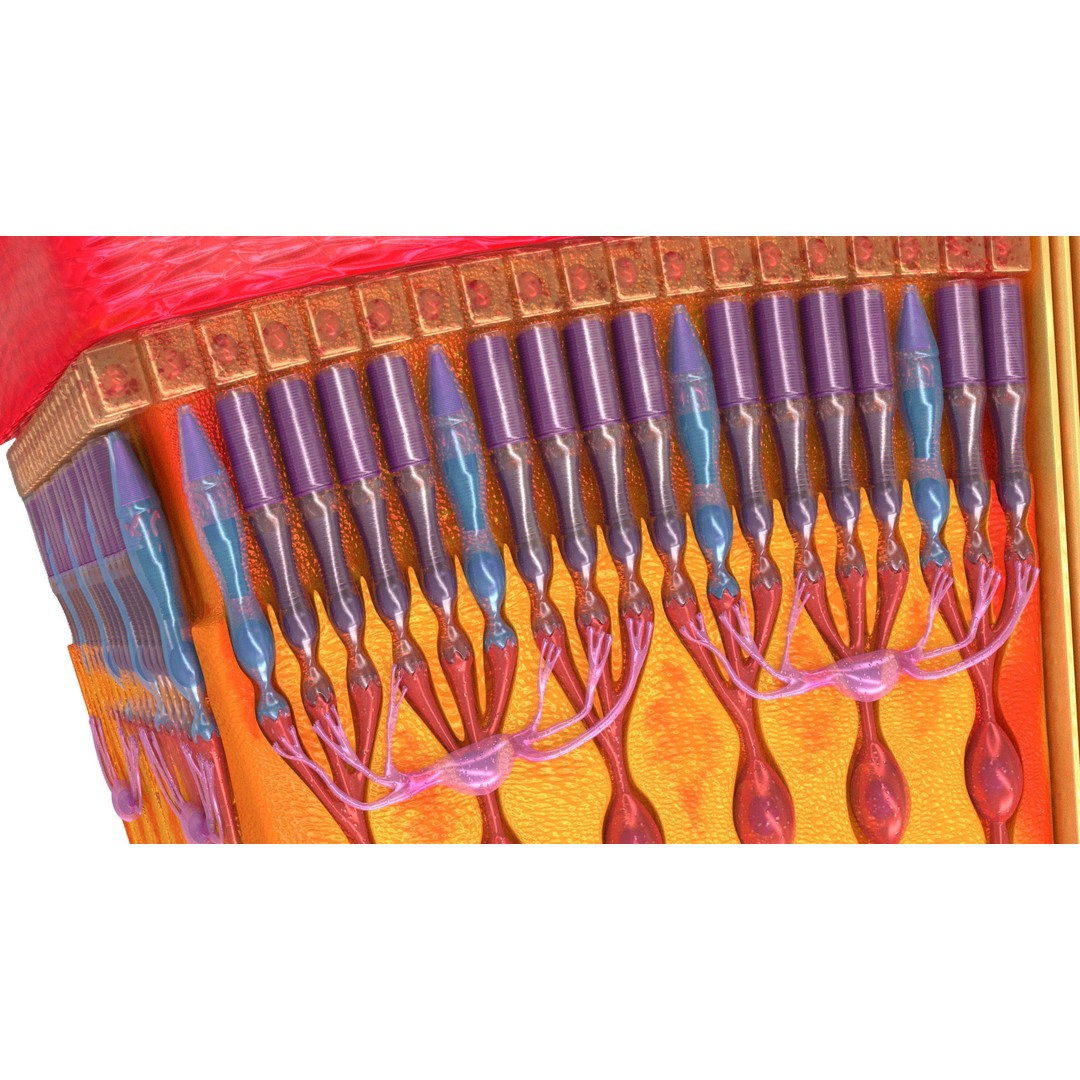 Retina 3D Model – High-Quality Medical Asset with PBR Textures, FBX - View 9