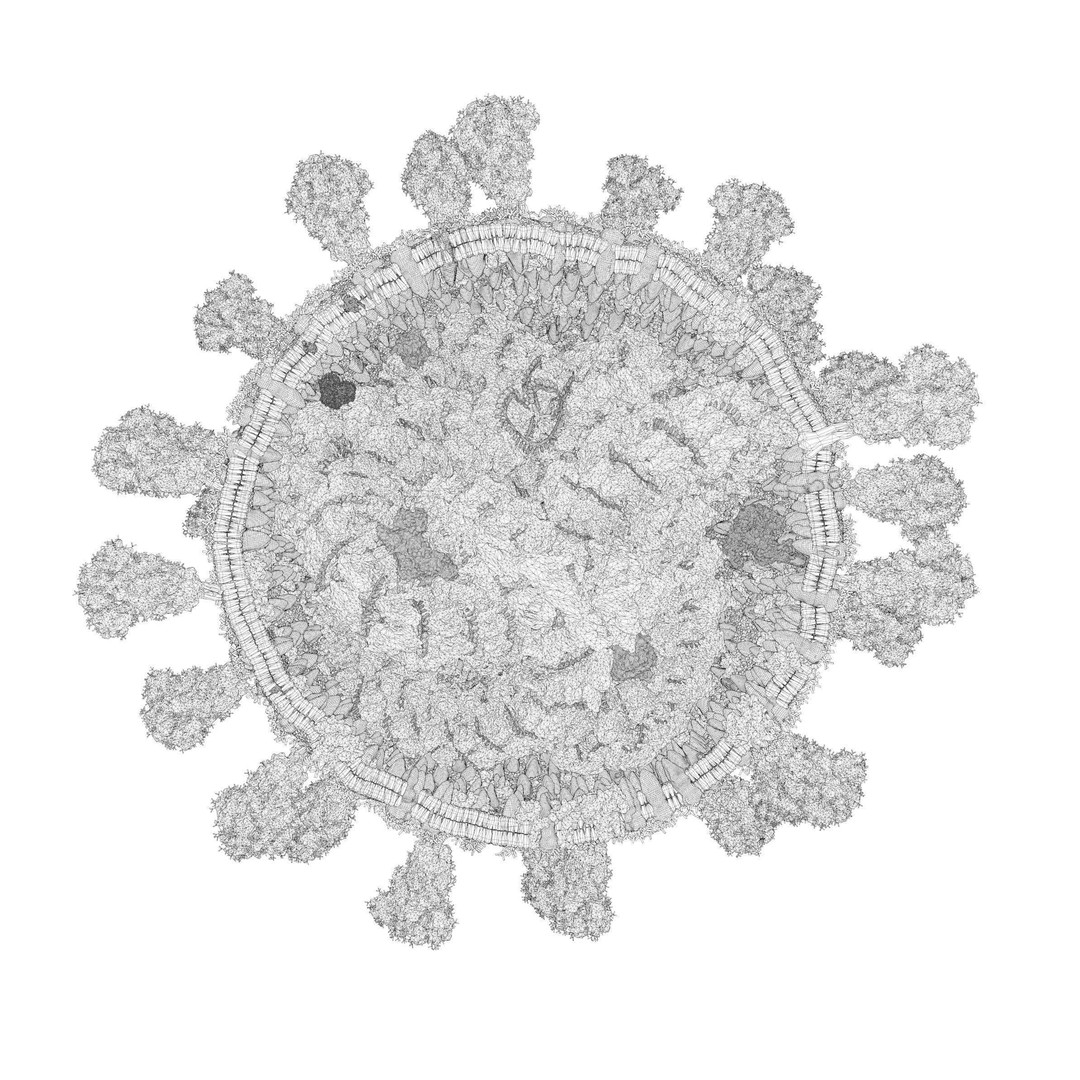 Corona Virus 3D Model – Scientifically Accurate Molecular Visualization, Blender - View 10
