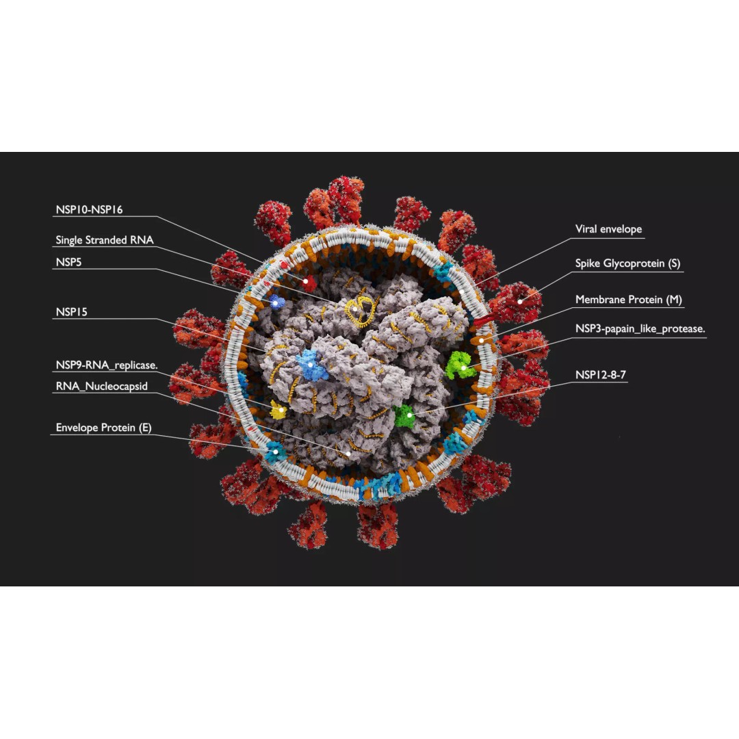 Corona Virus 3D Model – Scientifically Accurate Molecular Visualization, Blender - View 2