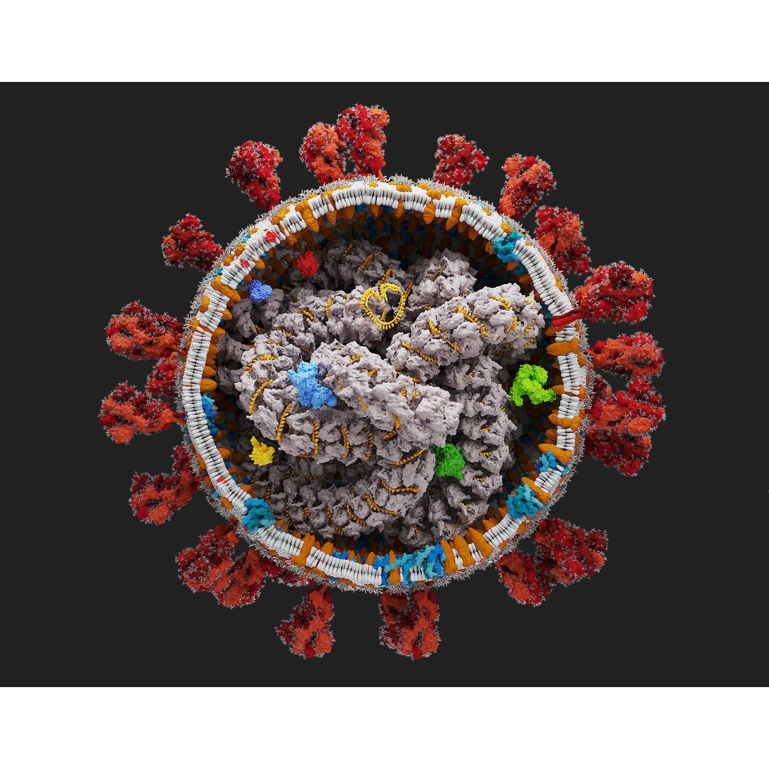 Corona Virus 3D Model – Scientifically Accurate Molecular Visualization, Blender - View 3