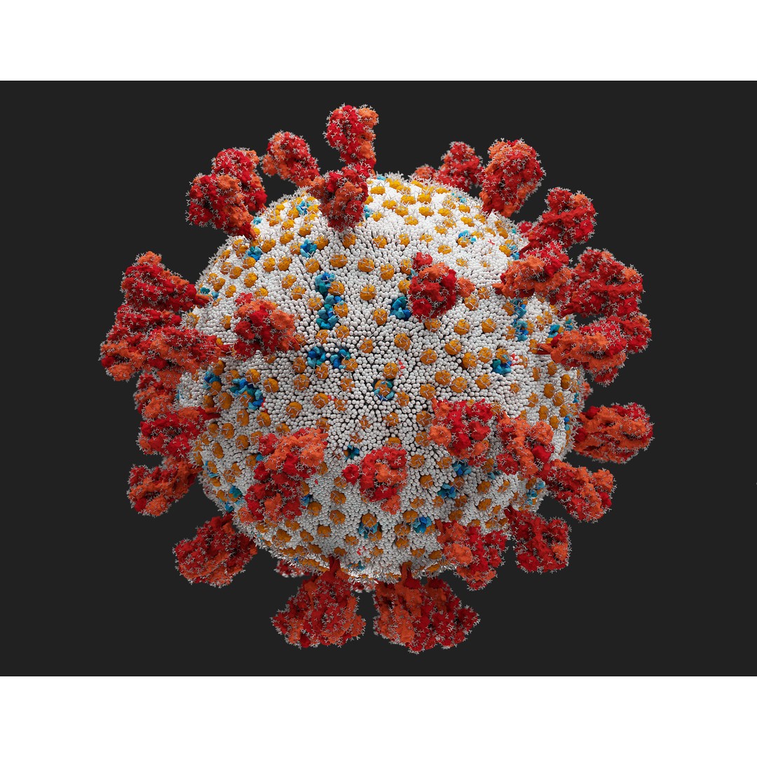 Corona Virus 3D Model – Scientifically Accurate Molecular Visualization, Blender - View 4