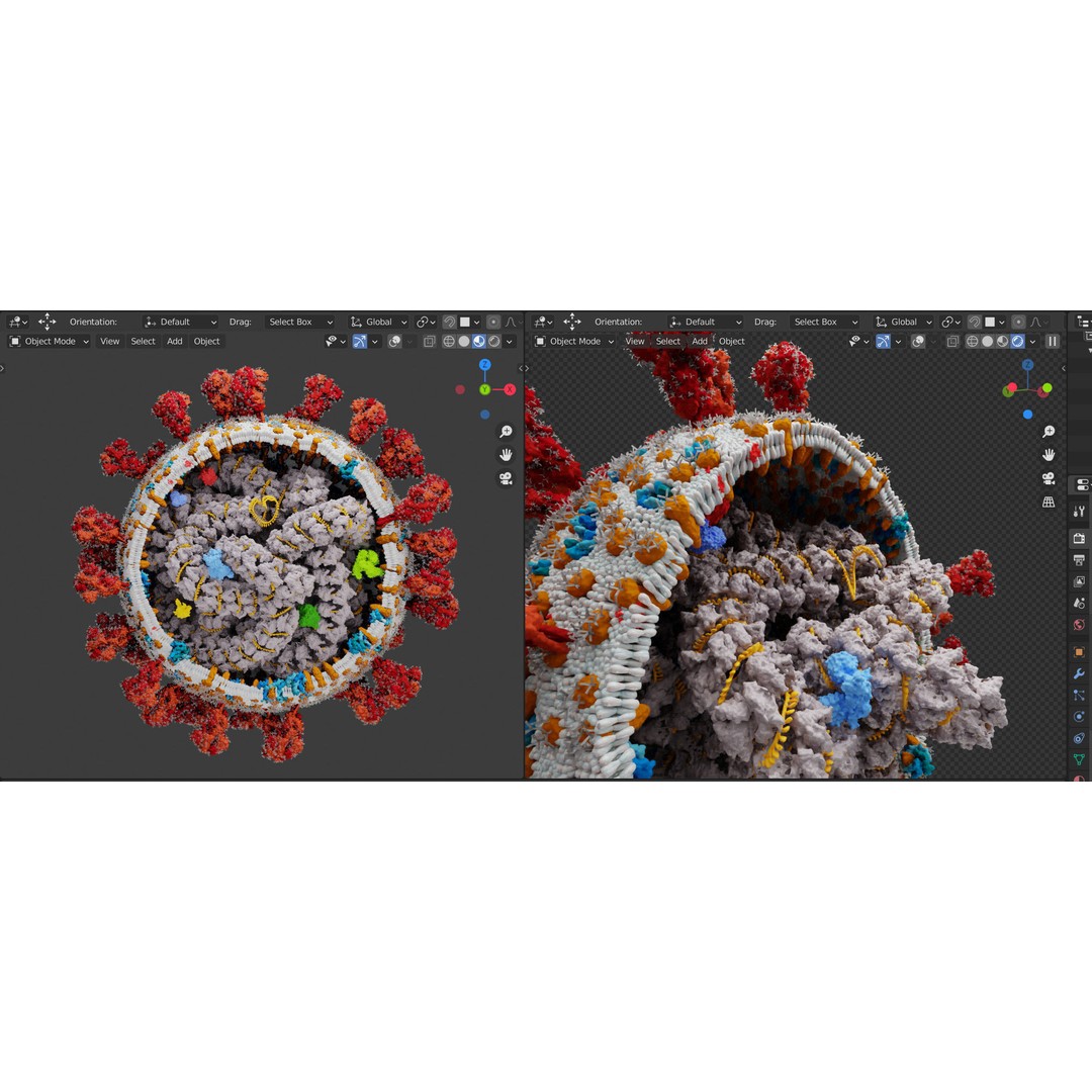Corona Virus 3D Model – Scientifically Accurate Molecular Visualization, Blender - View 5