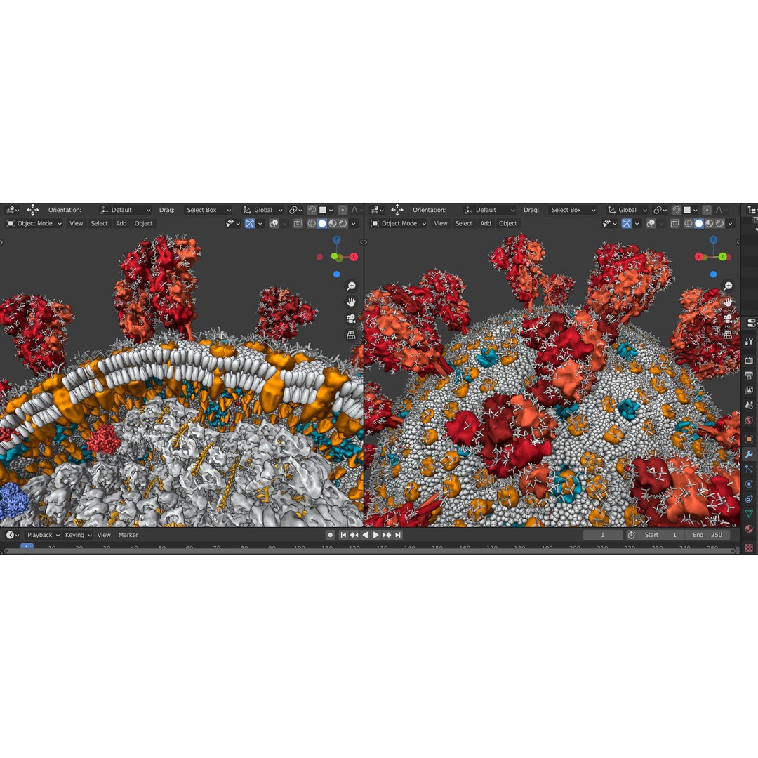 Corona Virus 3D Model – Scientifically Accurate Molecular Visualization, Blender - View 8
