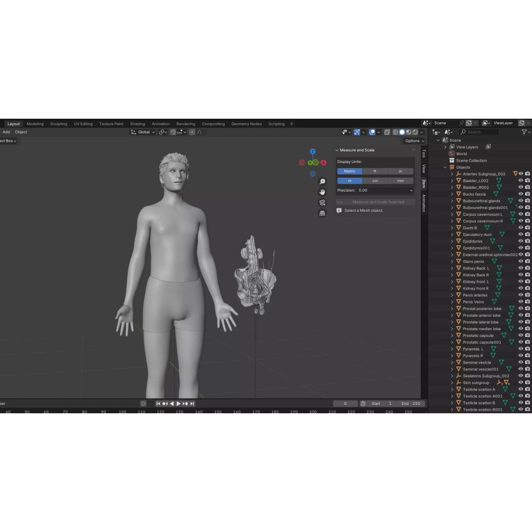 Male Reproductive and Urinary System 3D Model – Low Poly Medical Asset, FBX, Blender