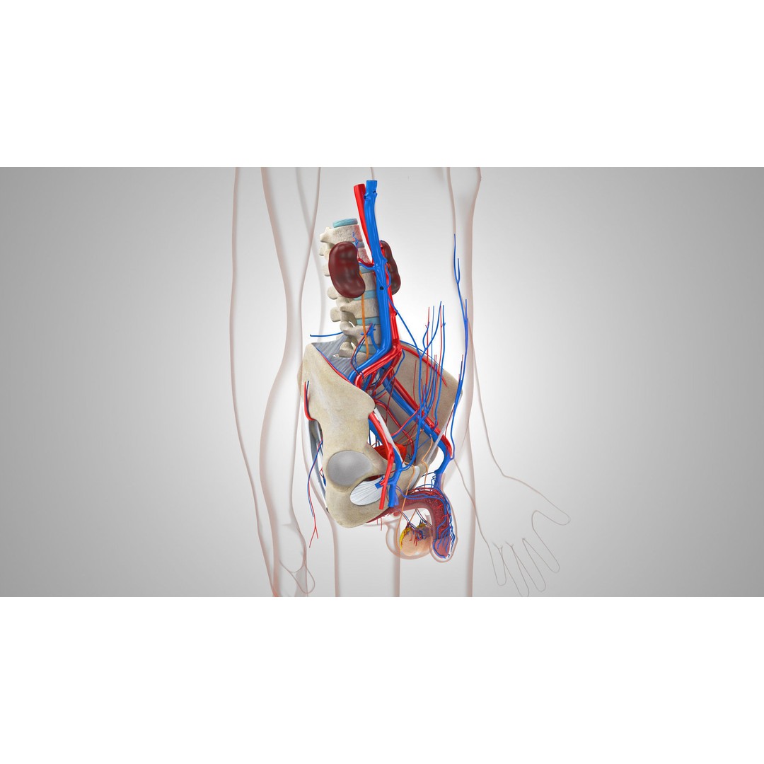 Male Reproductive and Urinary System 3D Model – Low Poly Medical Asset, FBX, Blender - View 10
