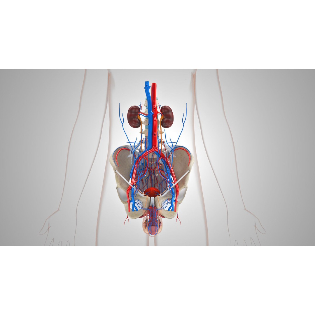 Male Reproductive and Urinary System 3D Model – Low Poly Medical Asset, FBX, Blender - View 11
