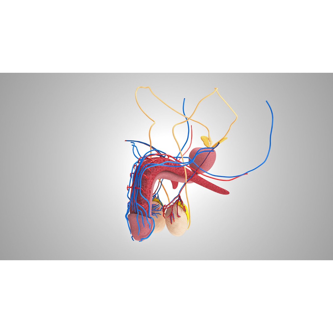Male Reproductive and Urinary System 3D Model – Low Poly Medical Asset, FBX, Blender - View 12