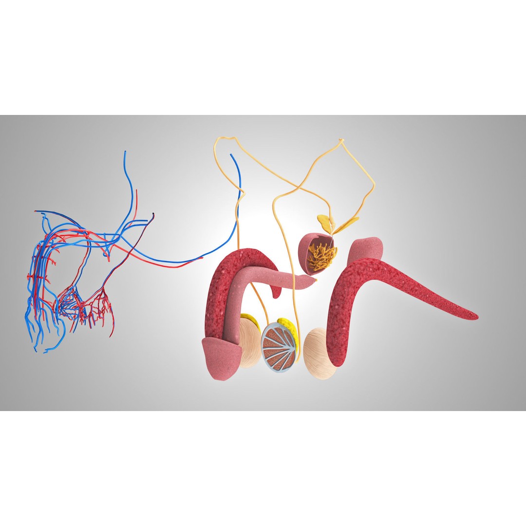 Male Reproductive and Urinary System 3D Model – Low Poly Medical Asset, FBX, Blender - View 13