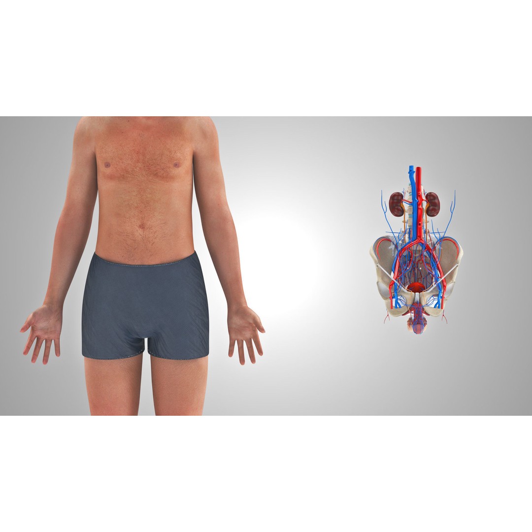 Male Reproductive and Urinary System 3D Model – Low Poly Medical Asset, FBX, Blender - View 14