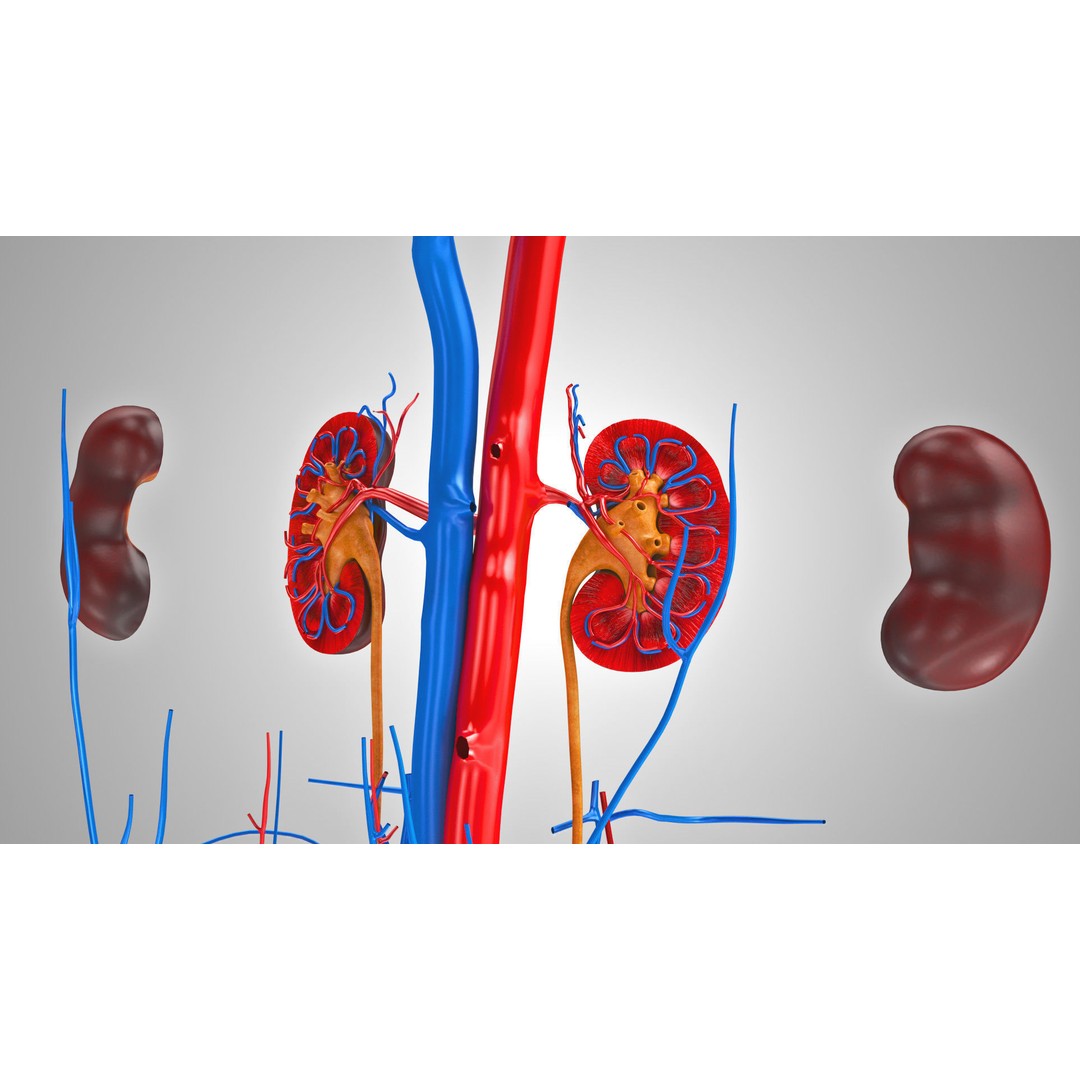 Male Reproductive and Urinary System 3D Model – Low Poly Medical Asset, FBX, Blender - View 15