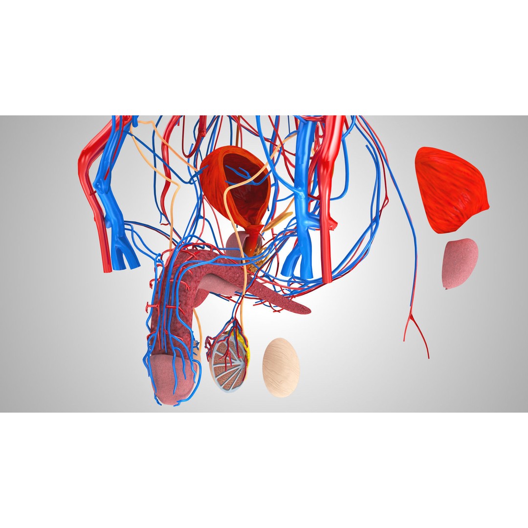 Male Reproductive and Urinary System 3D Model – Low Poly Medical Asset, FBX, Blender - View 16