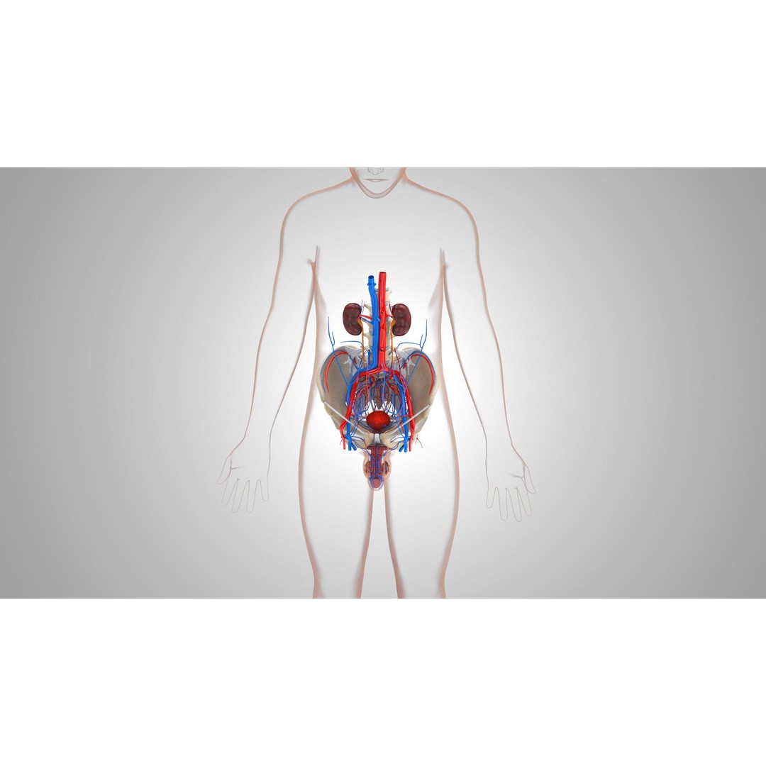 Male Reproductive and Urinary System 3D Model – Low Poly Medical Asset, FBX, Blender - View 17