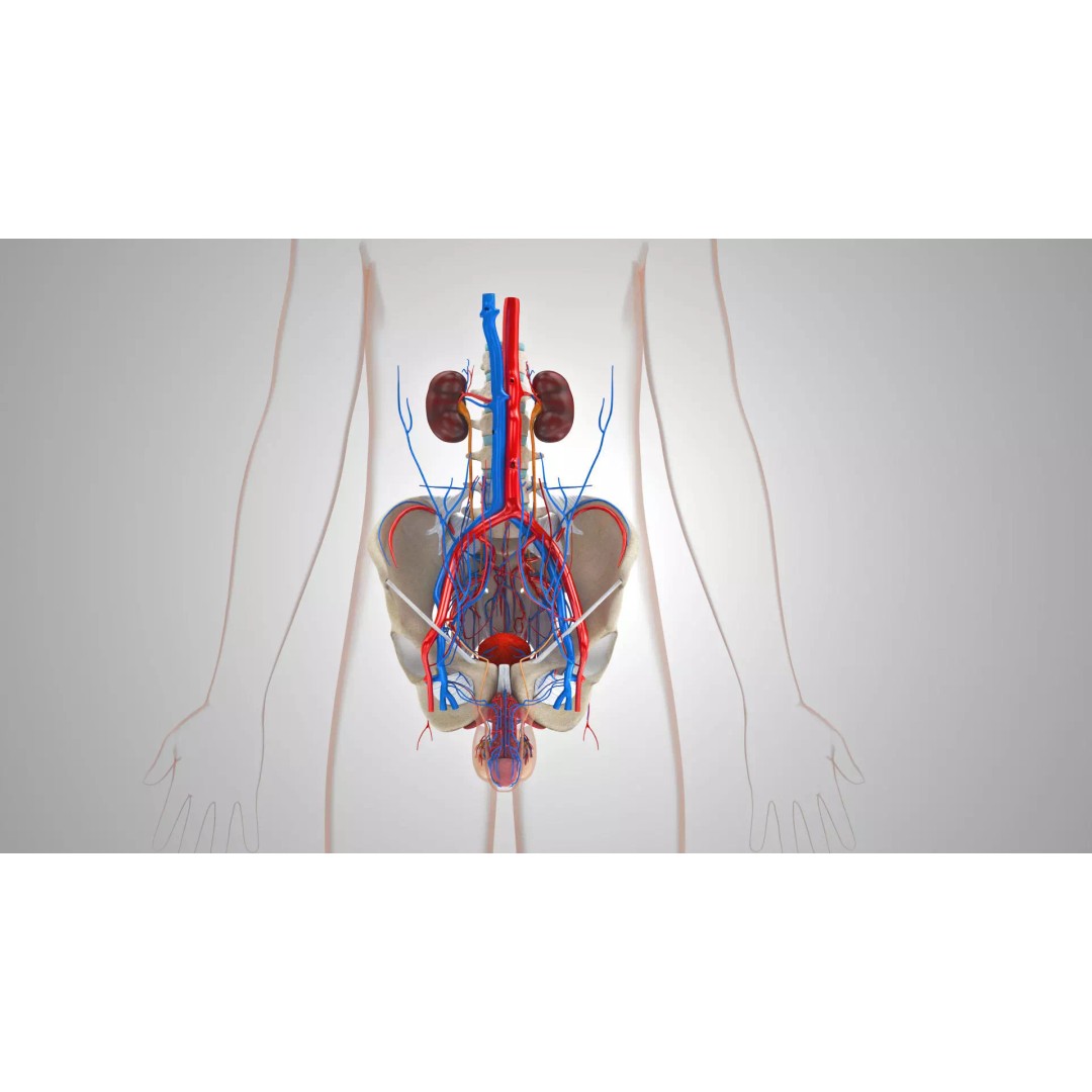 Male Reproductive and Urinary System 3D Model – Low Poly Medical Asset, FBX, Blender - View 2