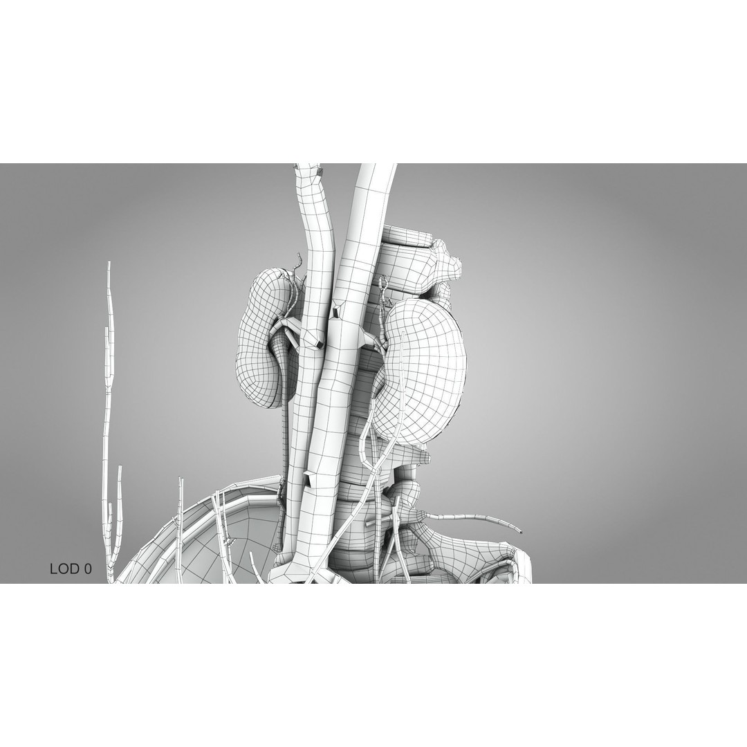 Male Reproductive and Urinary System 3D Model – Low Poly Medical Asset, FBX, Blender - View 21