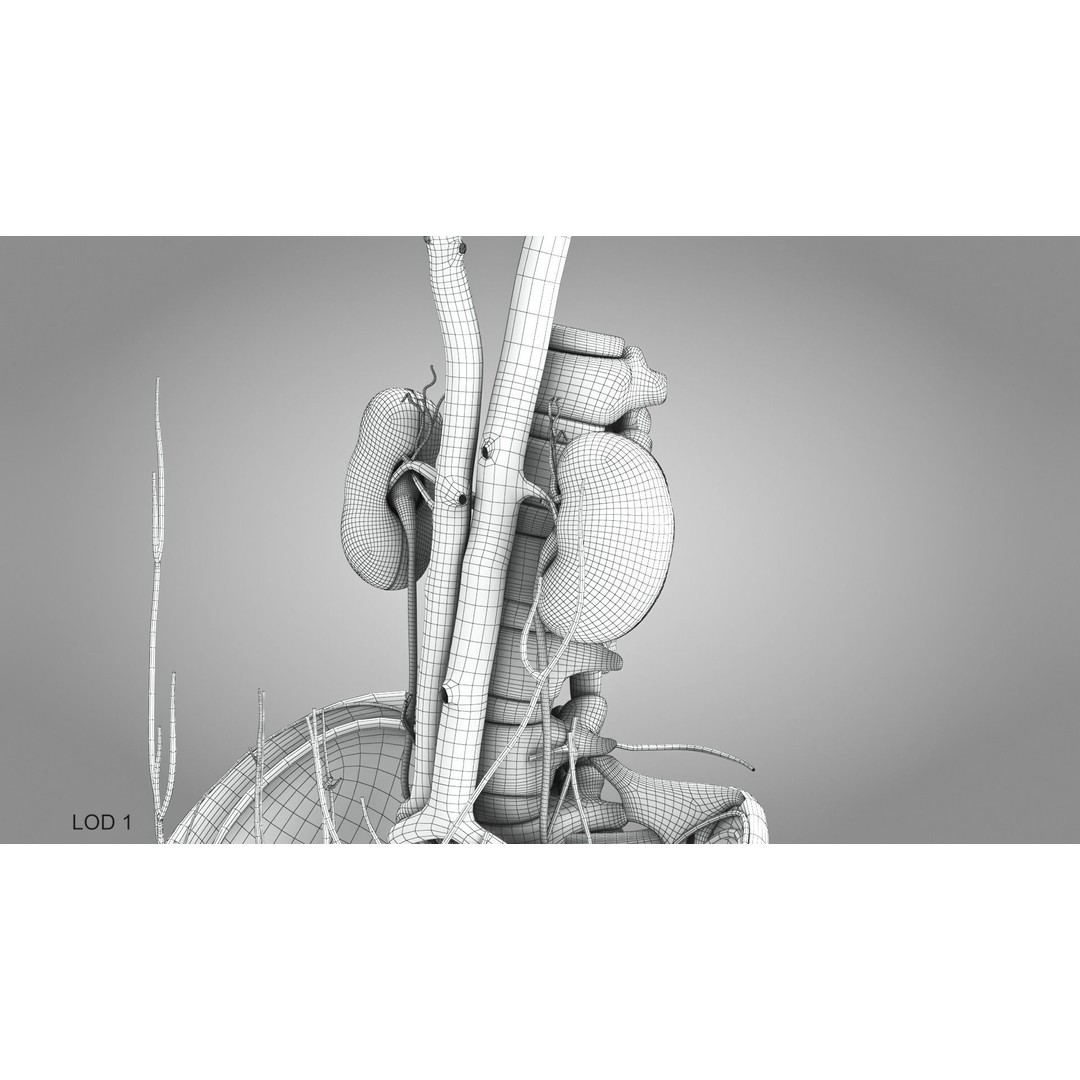 Male Reproductive and Urinary System 3D Model – Low Poly Medical Asset, FBX, Blender - View 22