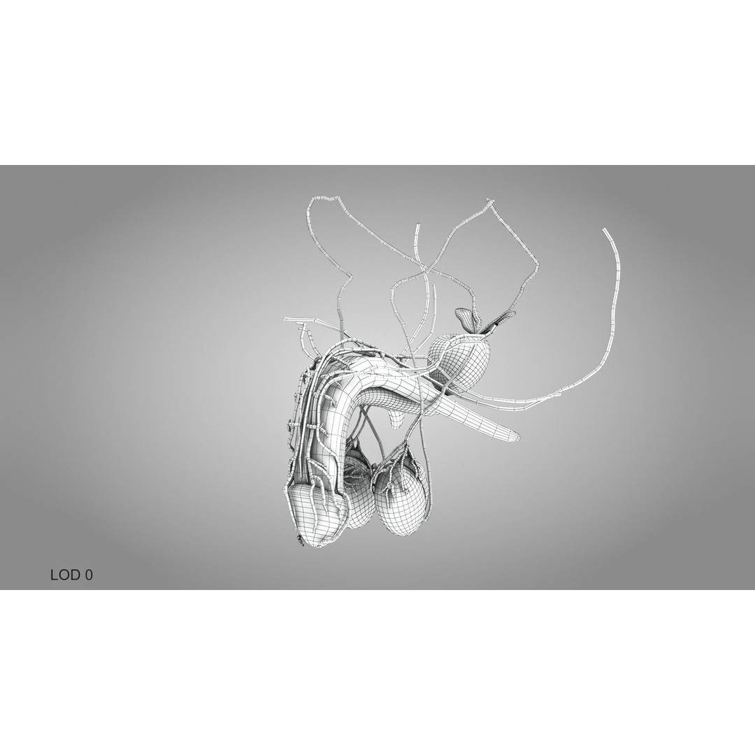 Male Reproductive and Urinary System 3D Model – Low Poly Medical Asset, FBX, Blender - View 23
