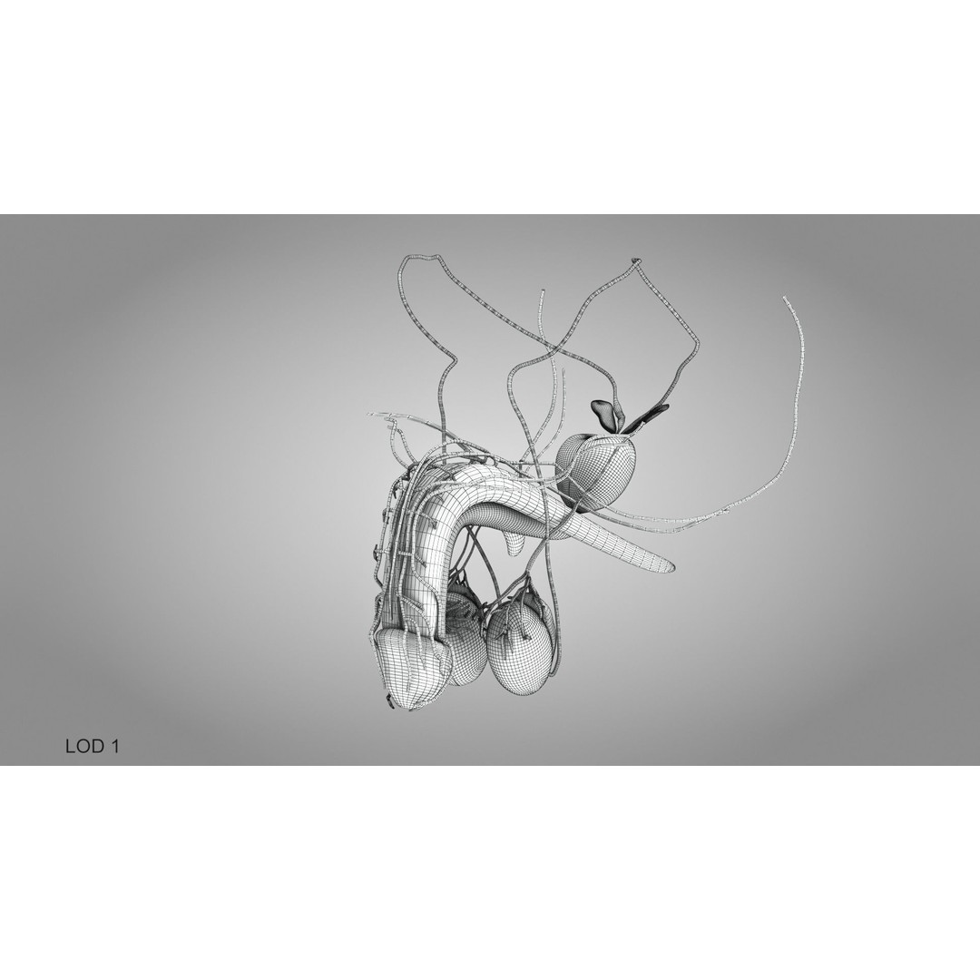 Male Reproductive and Urinary System 3D Model – Low Poly Medical Asset, FBX, Blender - View 24