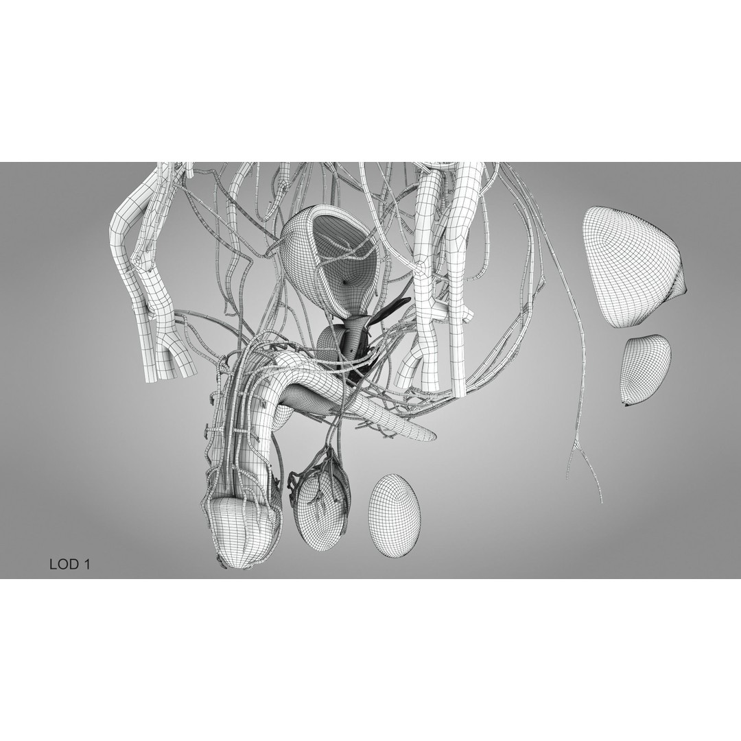 Male Reproductive and Urinary System 3D Model – Low Poly Medical Asset, FBX, Blender - View 25