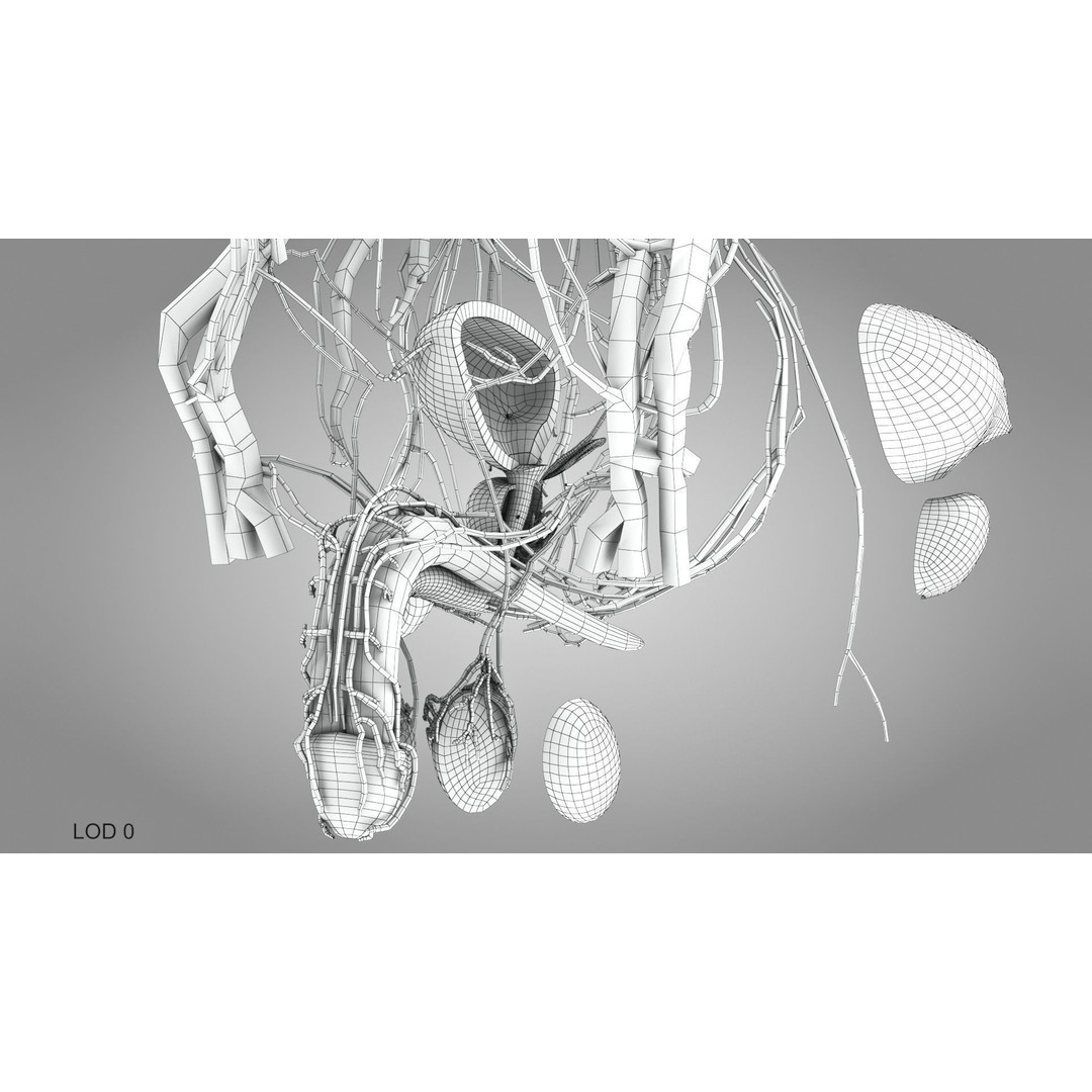 Male Reproductive and Urinary System 3D Model – Low Poly Medical Asset, FBX, Blender - View 28