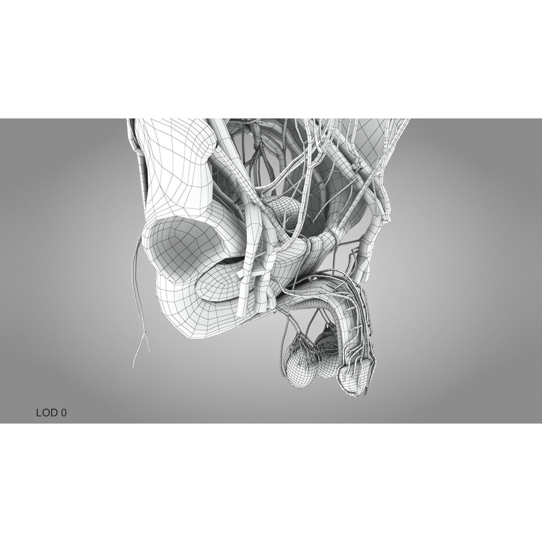 Male Reproductive and Urinary System 3D Model – Low Poly Medical Asset, FBX, Blender - View 29