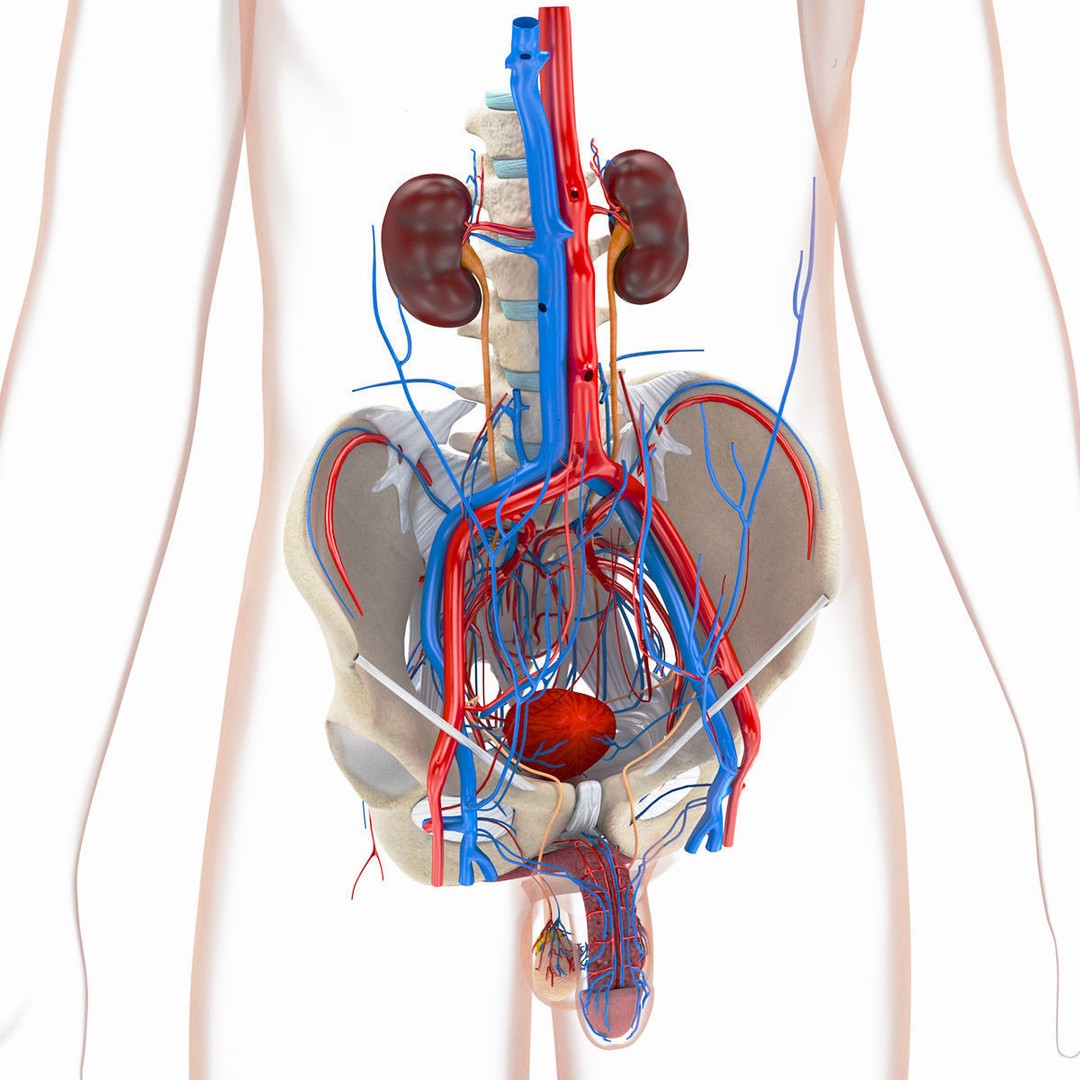 Male Reproductive and Urinary System 3D Model – Low Poly Medical Asset, FBX, Blender - View 3