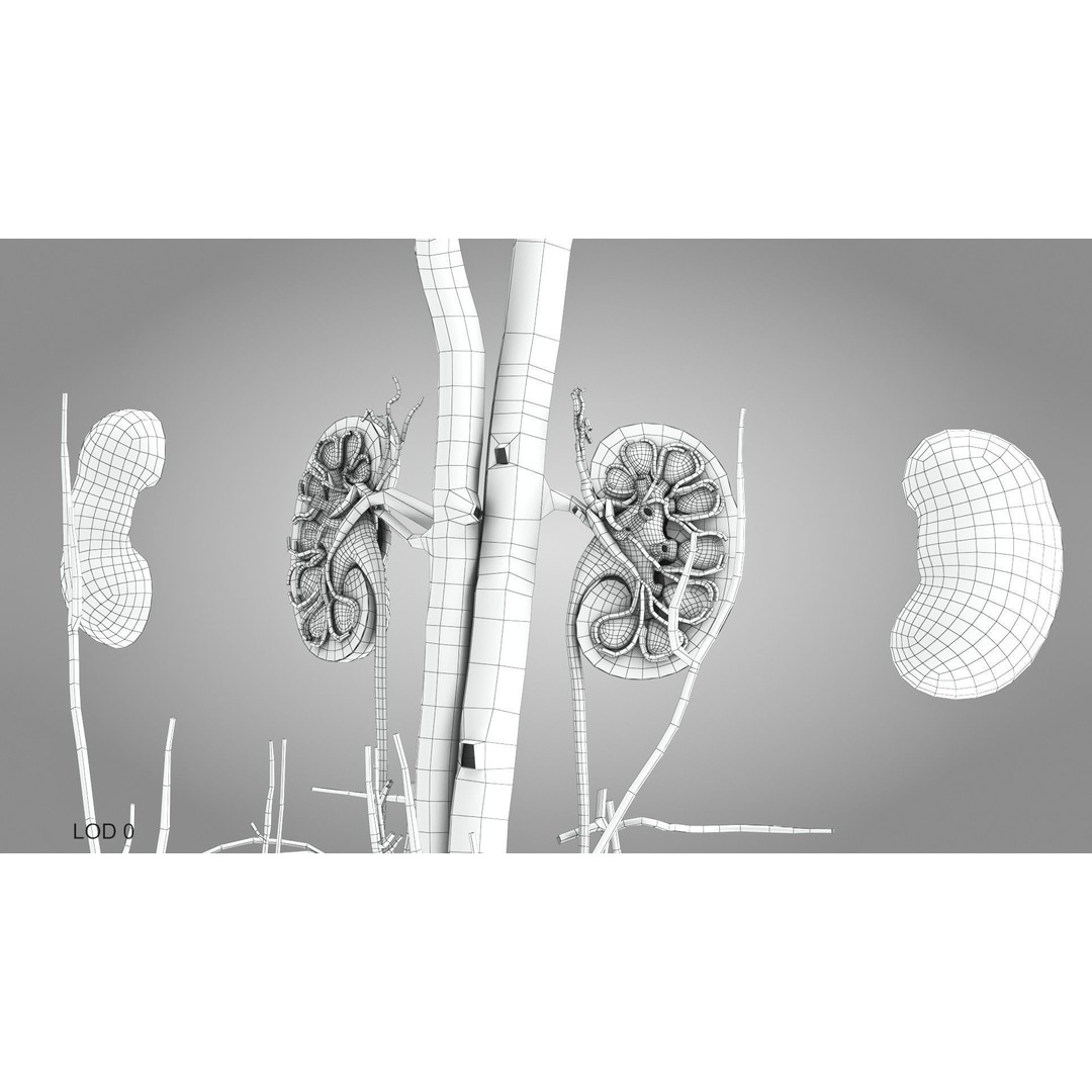 Male Reproductive and Urinary System 3D Model – Low Poly Medical Asset, FBX, Blender - View 30