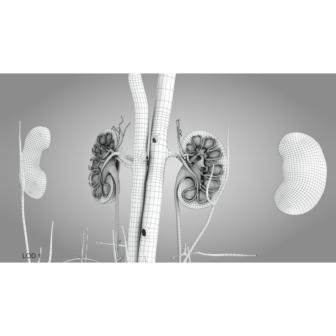 Male Reproductive and Urinary System 3D Model – Low Poly Medical Asset, FBX, Blender - View 31