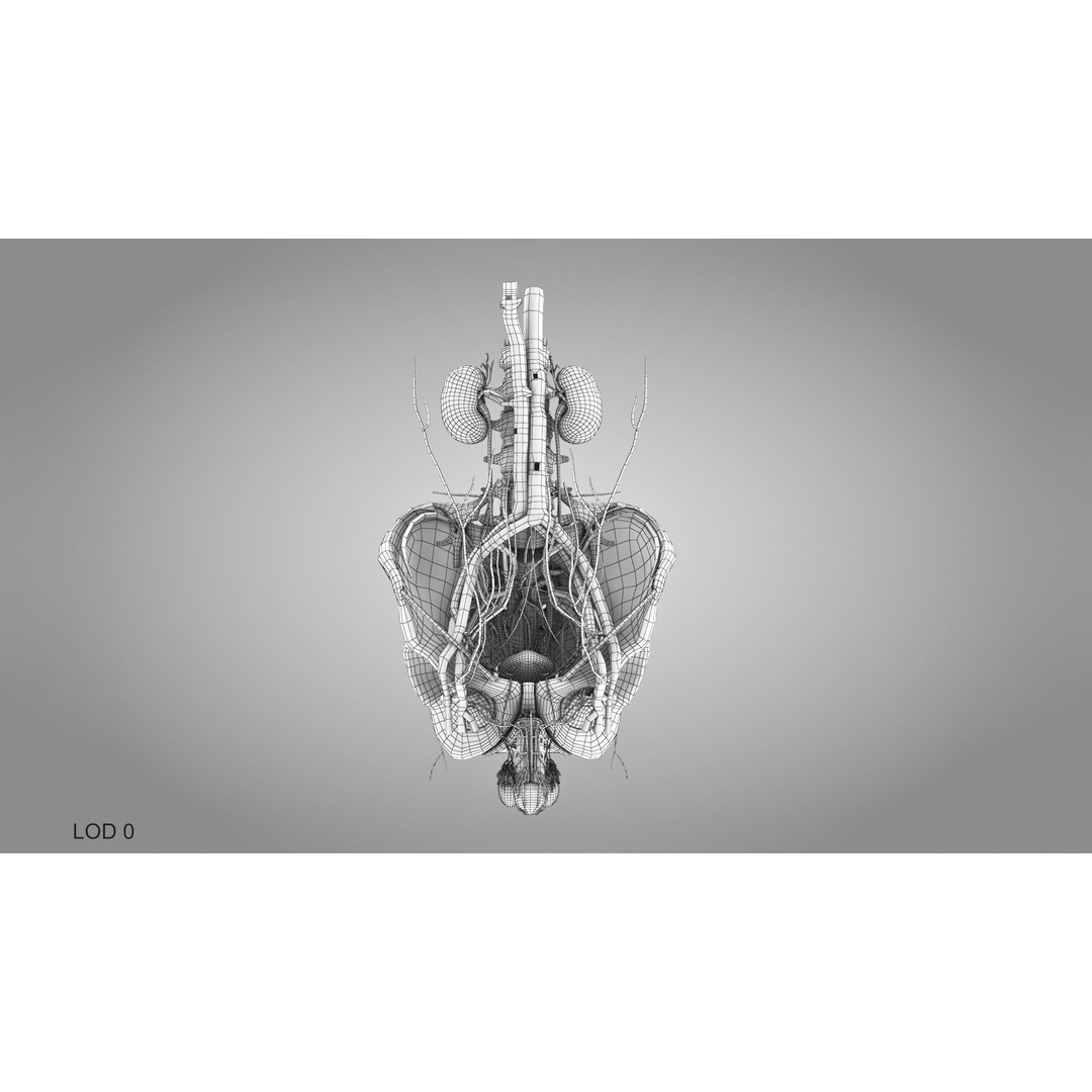 Male Reproductive and Urinary System 3D Model – Low Poly Medical Asset, FBX, Blender - View 32