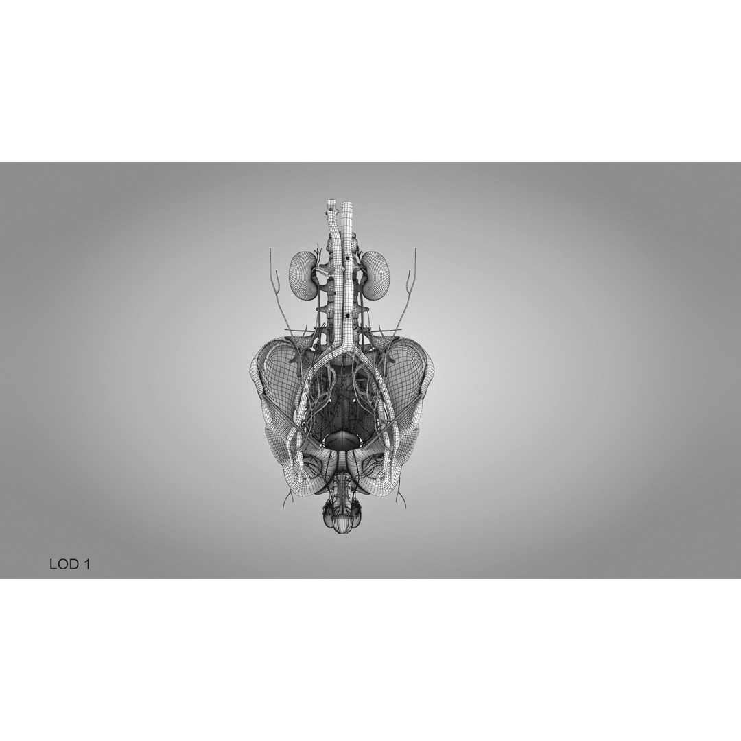 Male Reproductive and Urinary System 3D Model – Low Poly Medical Asset, FBX, Blender - View 33