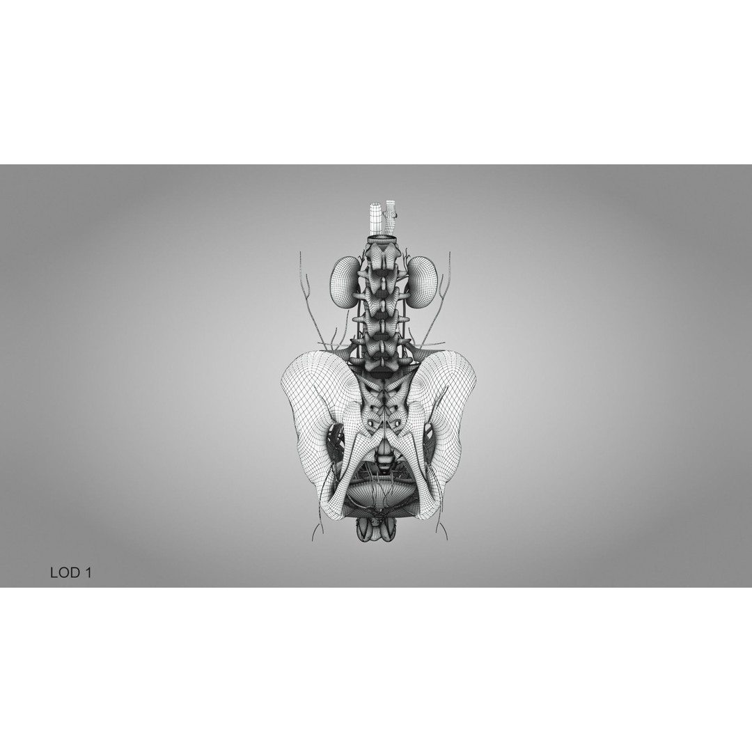 Male Reproductive and Urinary System 3D Model – Low Poly Medical Asset, FBX, Blender - View 36
