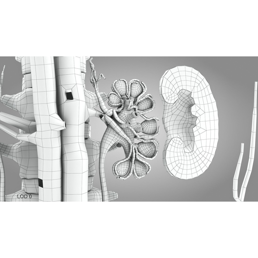 Male Reproductive and Urinary System 3D Model – Low Poly Medical Asset, FBX, Blender - View 37