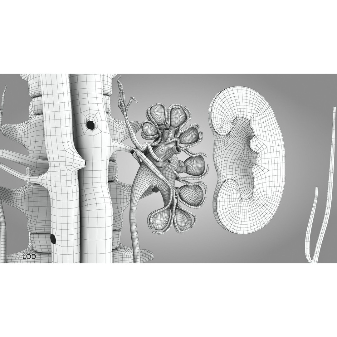 Male Reproductive and Urinary System 3D Model – Low Poly Medical Asset, FBX, Blender - View 38