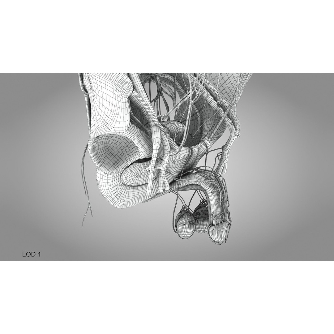 Male Reproductive and Urinary System 3D Model – Low Poly Medical Asset, FBX, Blender - View 39