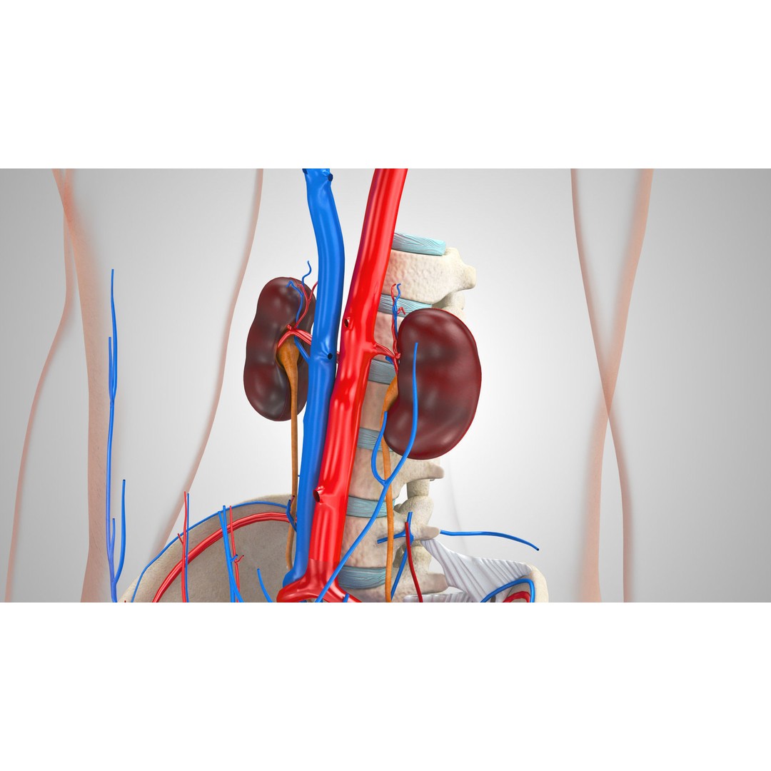 Male Reproductive and Urinary System 3D Model – Low Poly Medical Asset, FBX, Blender - View 4