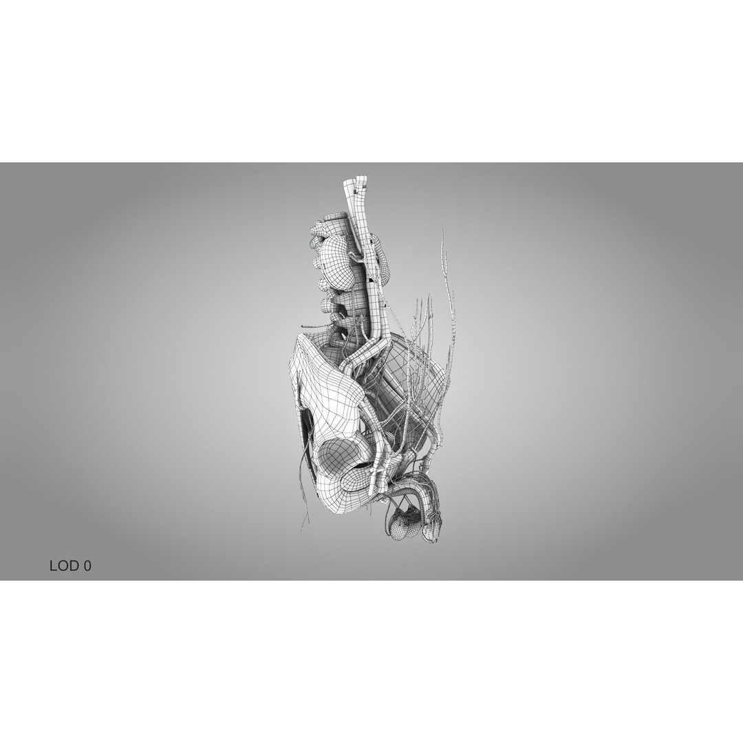 Male Reproductive and Urinary System 3D Model – Low Poly Medical Asset, FBX, Blender - View 40