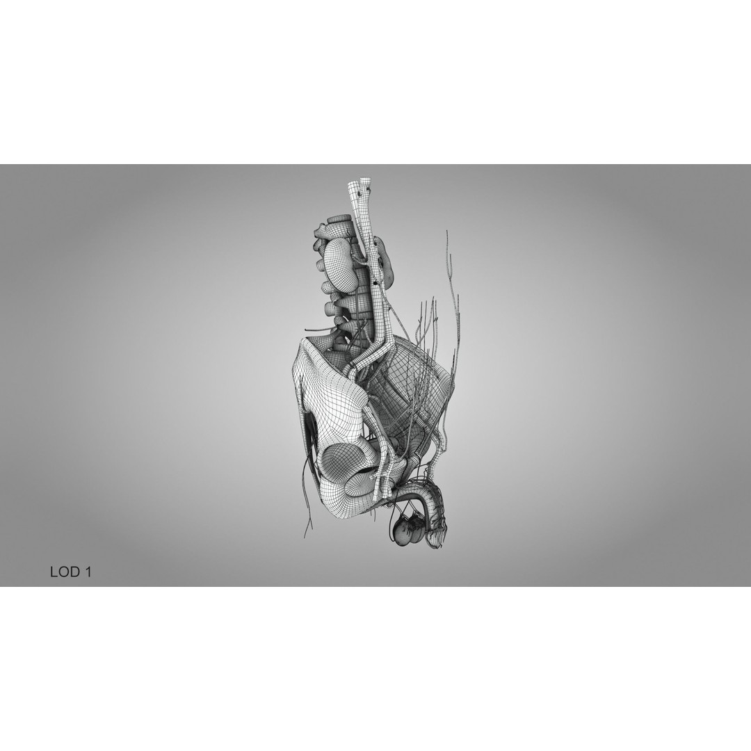 Male Reproductive and Urinary System 3D Model – Low Poly Medical Asset, FBX, Blender - View 41