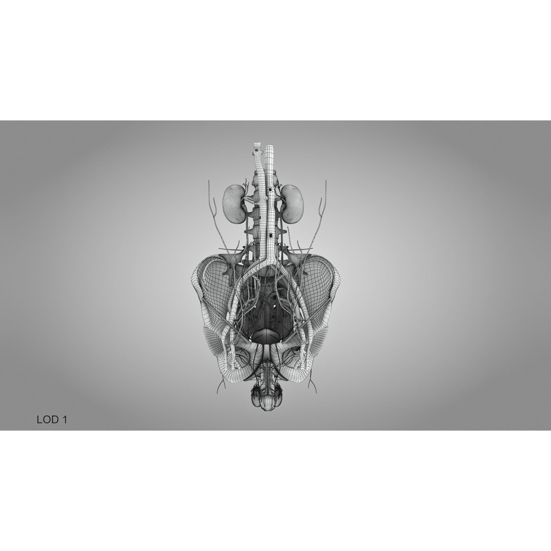 Male Reproductive and Urinary System 3D Model – Low Poly Medical Asset, FBX, Blender - View 42