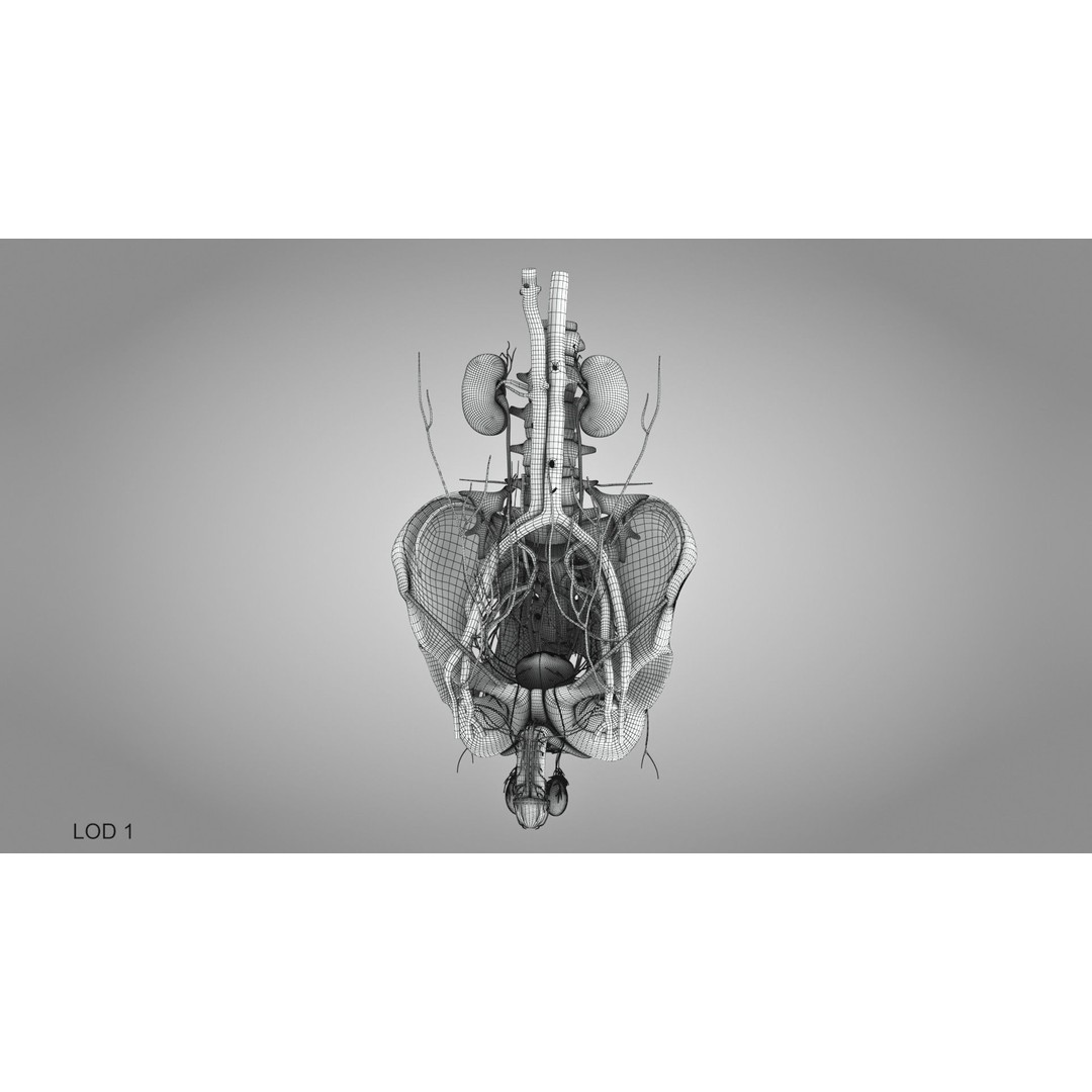 Male Reproductive and Urinary System 3D Model – Low Poly Medical Asset, FBX, Blender - View 43