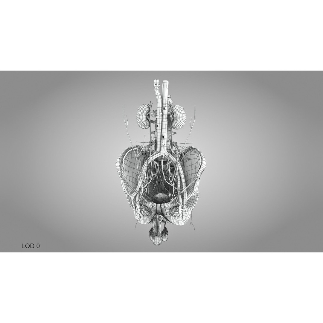 Male Reproductive and Urinary System 3D Model – Low Poly Medical Asset, FBX, Blender - View 44