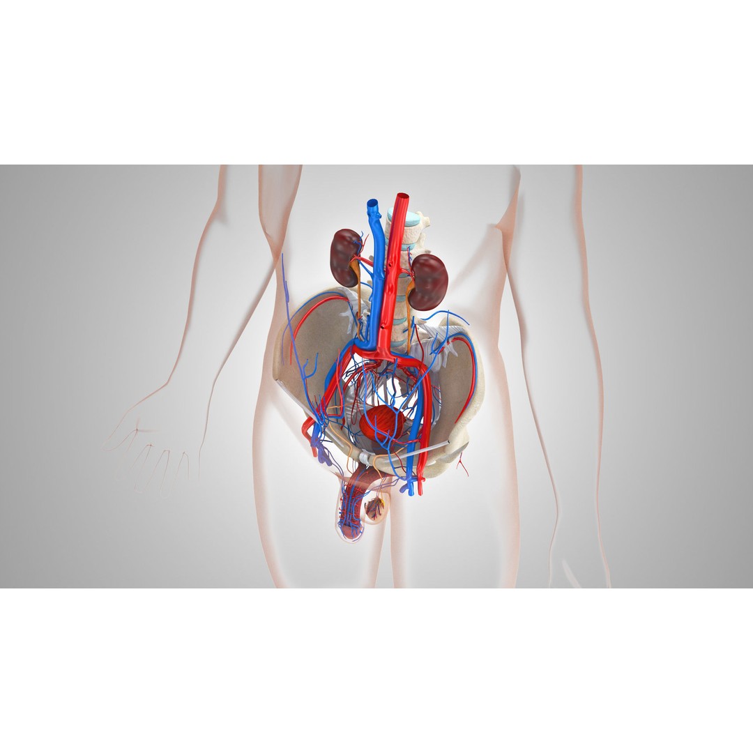 Male Reproductive and Urinary System 3D Model – Low Poly Medical Asset, FBX, Blender - View 5
