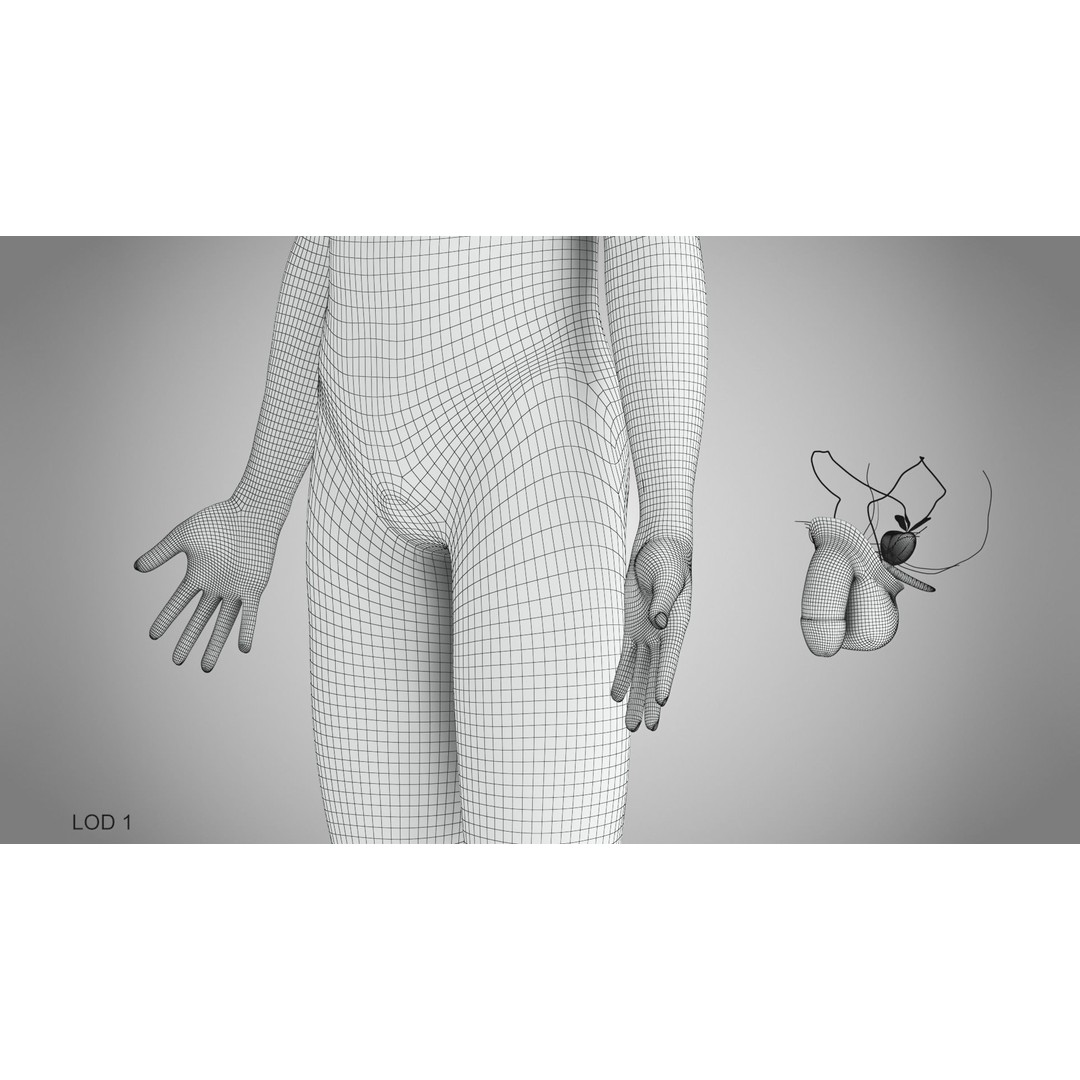 Male Reproductive and Urinary System 3D Model – Low Poly Medical Asset, FBX, Blender - View 53