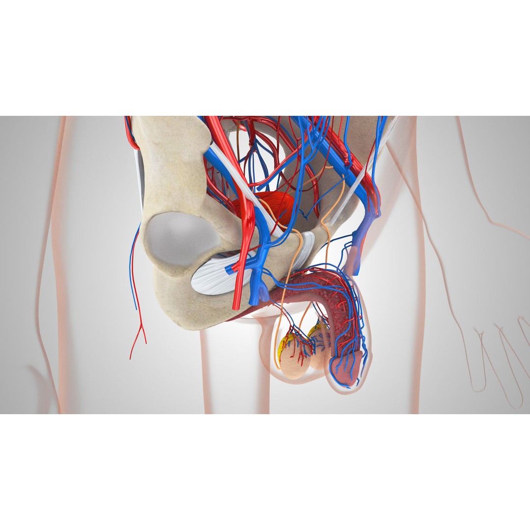 Male Reproductive and Urinary System 3D Model – Low Poly Medical Asset, FBX, Blender - View 6