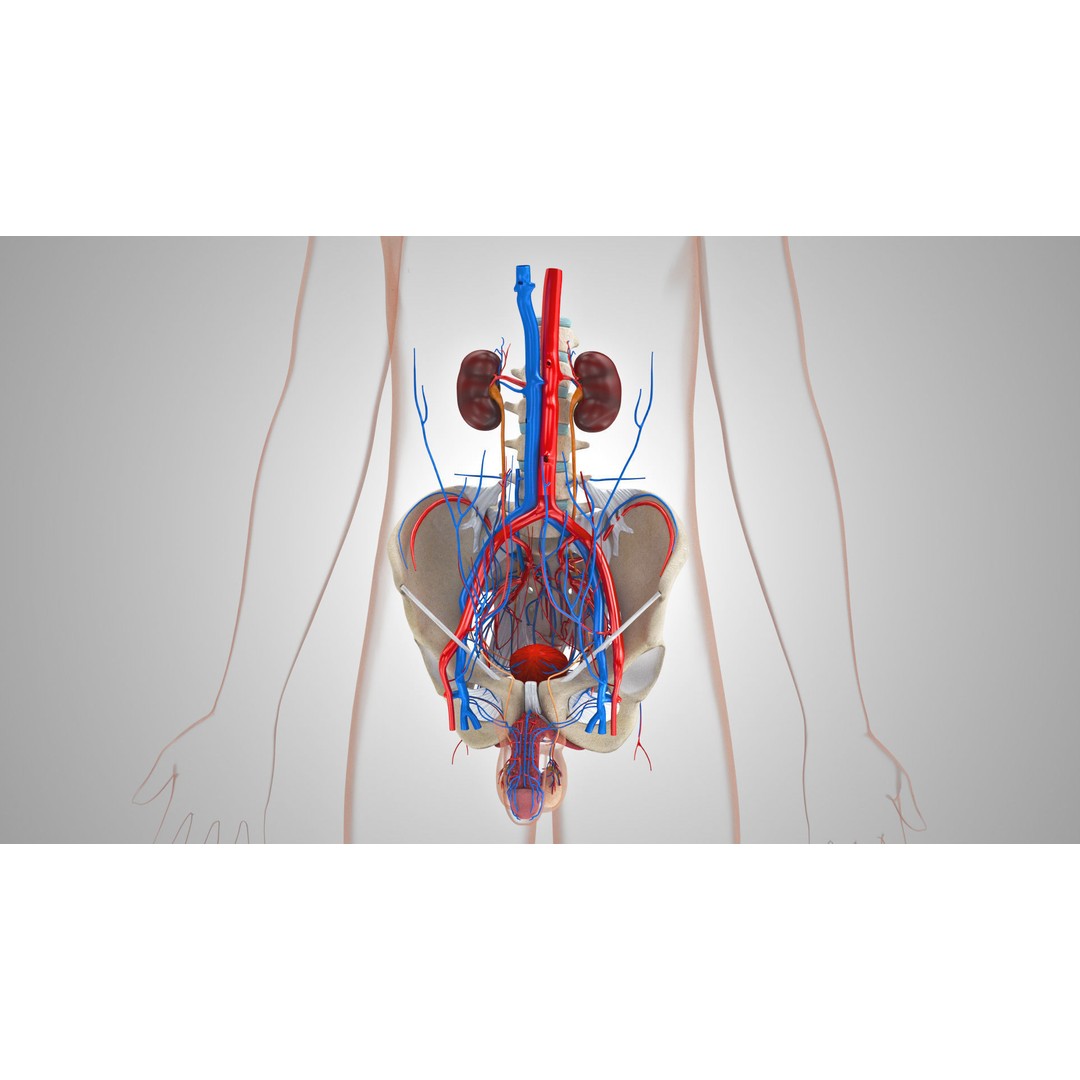 Male Reproductive and Urinary System 3D Model – Low Poly Medical Asset, FBX, Blender - View 7
