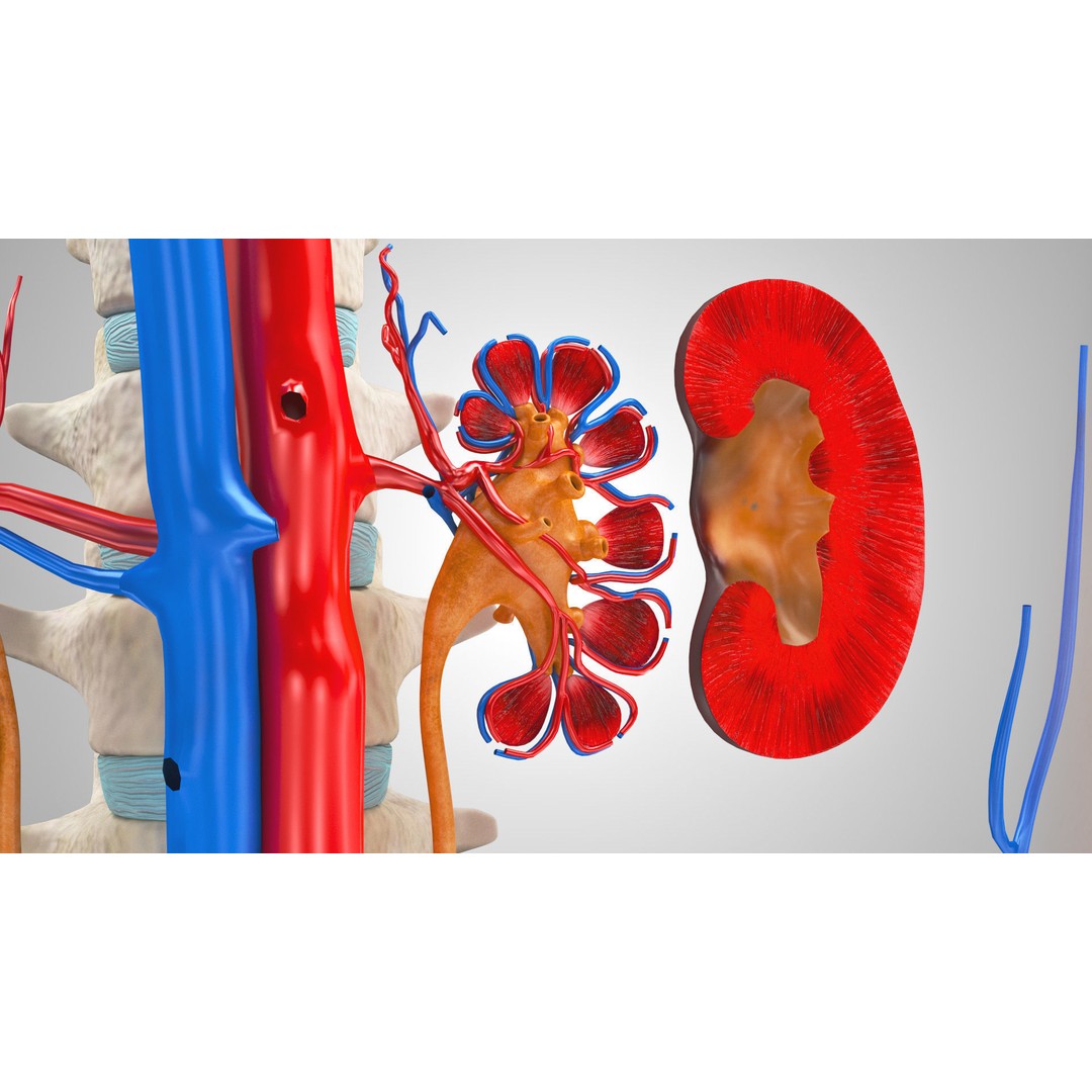 Male Reproductive and Urinary System 3D Model – Low Poly Medical Asset, FBX, Blender - View 8