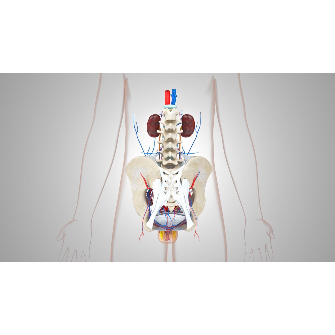 Male Reproductive and Urinary System 3D Model – Low Poly Medical Asset, FBX, Blender - View 9