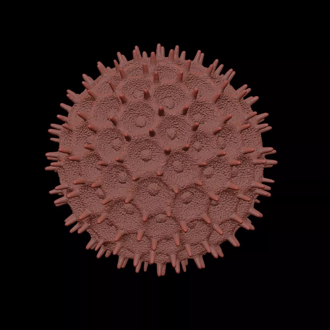Morning Glory Pollen Grain 3D Model – High Poly Scientific Visualization, OBJ