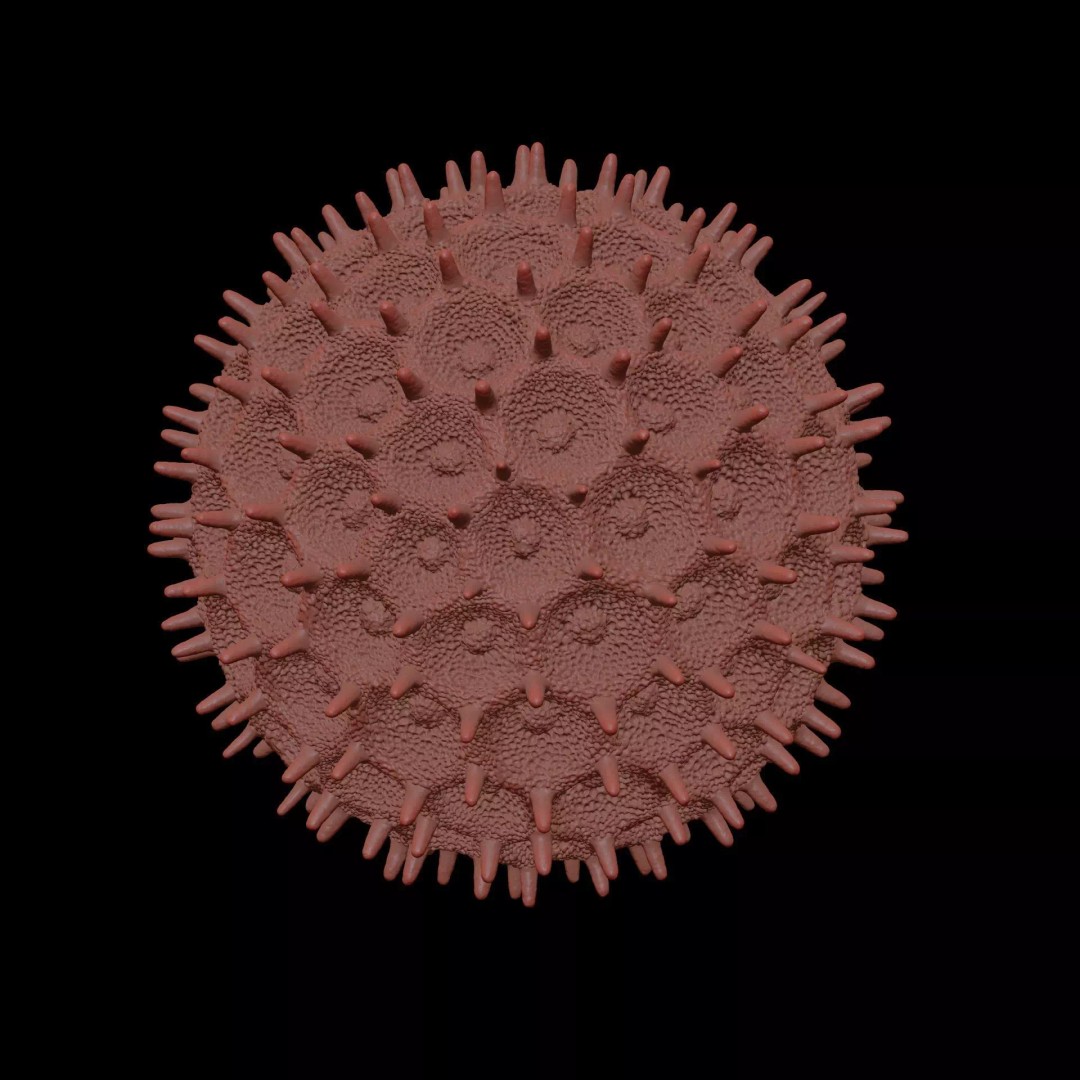 Morning Glory Pollen Grain 3D Model – High Poly Scientific Visualization, OBJ - View 10