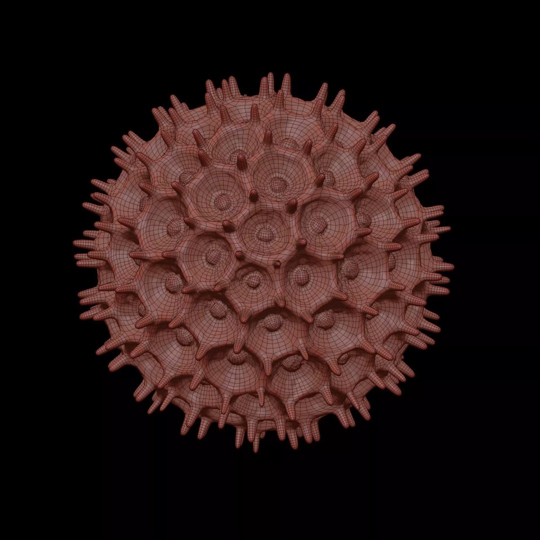 Morning Glory Pollen Grain 3D Model – High Poly Scientific Visualization, OBJ - View 11
