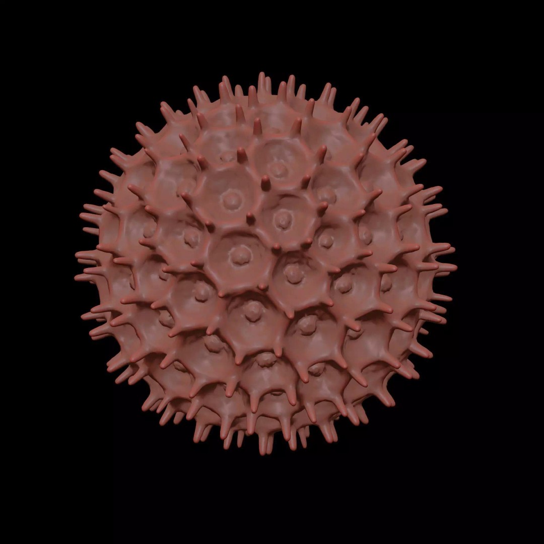 Morning Glory Pollen Grain 3D Model – High Poly Scientific Visualization, OBJ - View 12