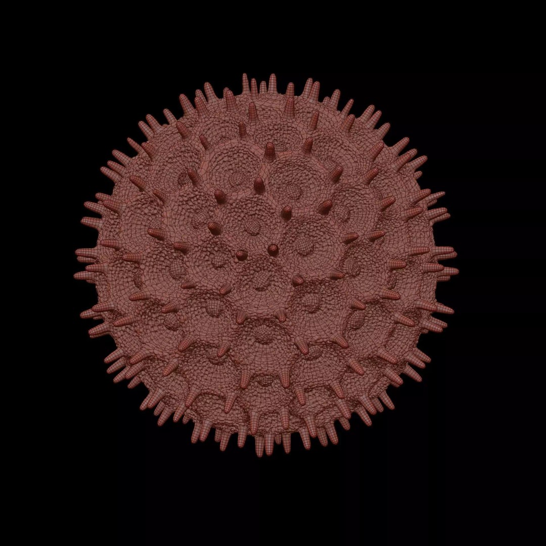 Morning Glory Pollen Grain 3D Model – High Poly Scientific Visualization, OBJ - View 13